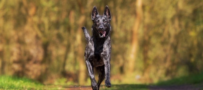 Indemnización por animal en accidente de tráfico Indemnización por animal en accidente de tráfico